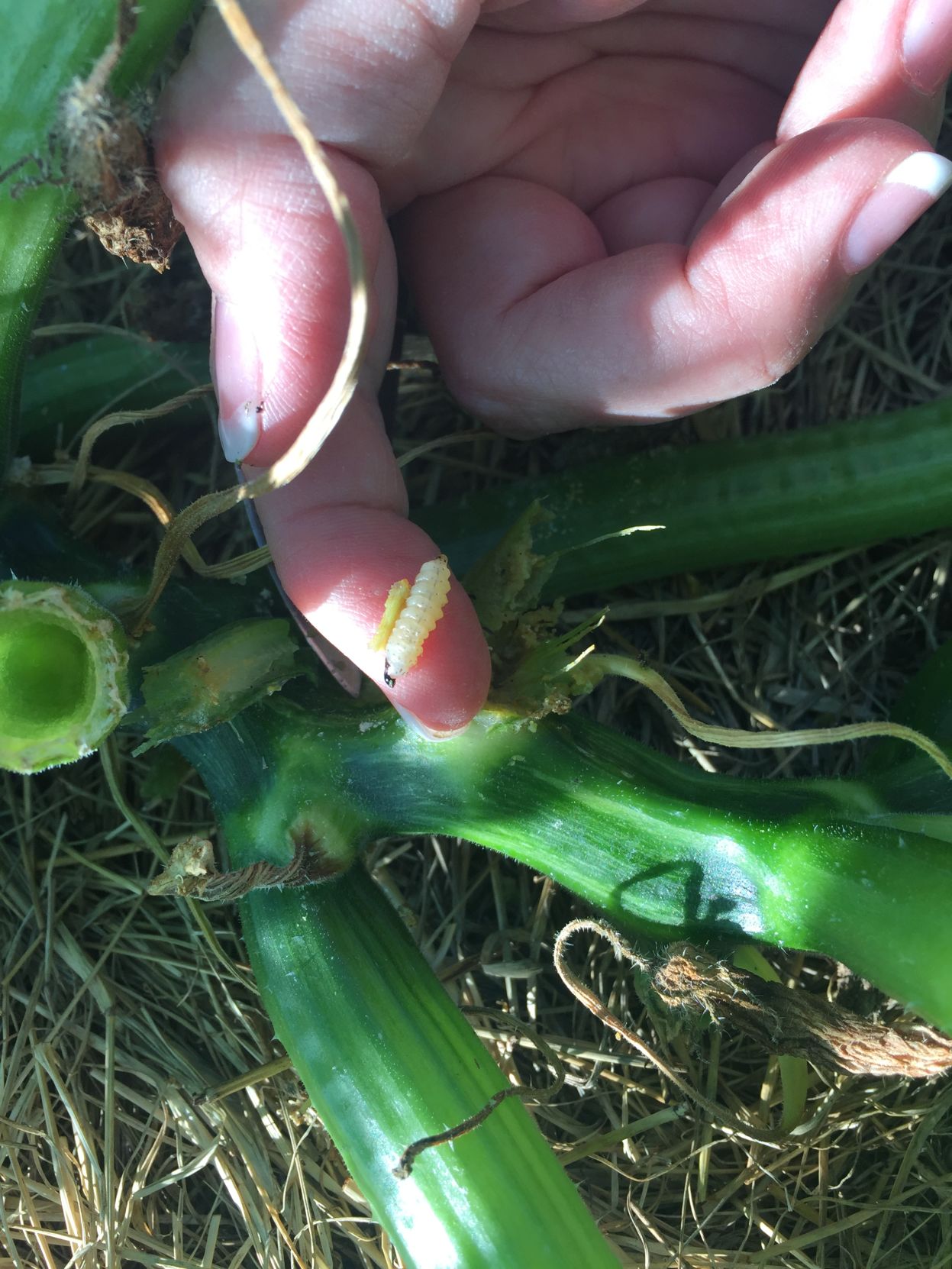 Squash vine borer